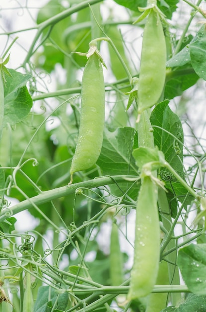 Fresh green pea pods Pods of peas on a stalk