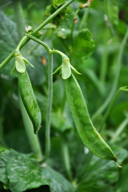 Fresh green peas grow in the garden