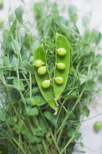 Fresh green peas micro greens with dew drops on a wooden vintage tray