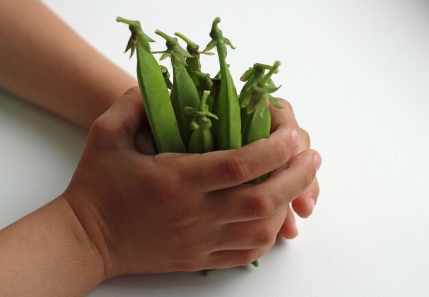 Fresh green peas in a pod and children's hands