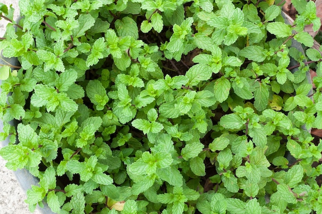Fresh green peppermint herb is also used medicinally as an herbal teafor background