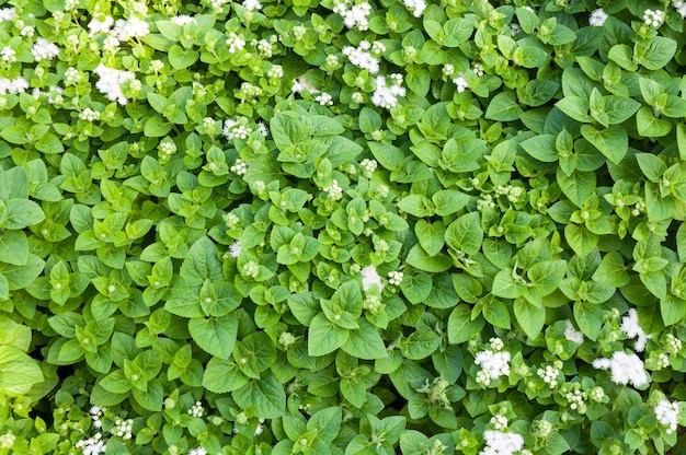 L'erba fresca di menta piperita è anche usata in medicina come sfondo di tisane