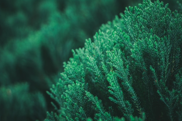 Fresh green pine leaves in the forest.