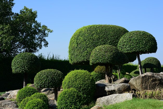 晴れた空の前にある庭の新鮮な緑の植物