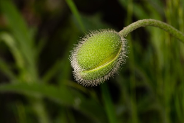 Fresh and green poppy flower bud