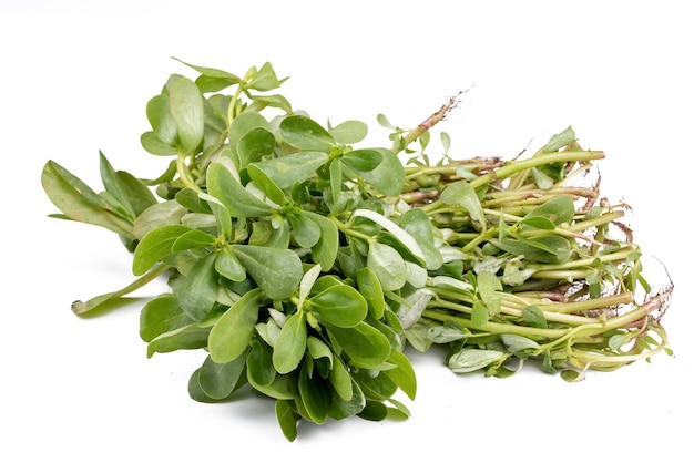 Fresh green purslane vegetable on the white background.