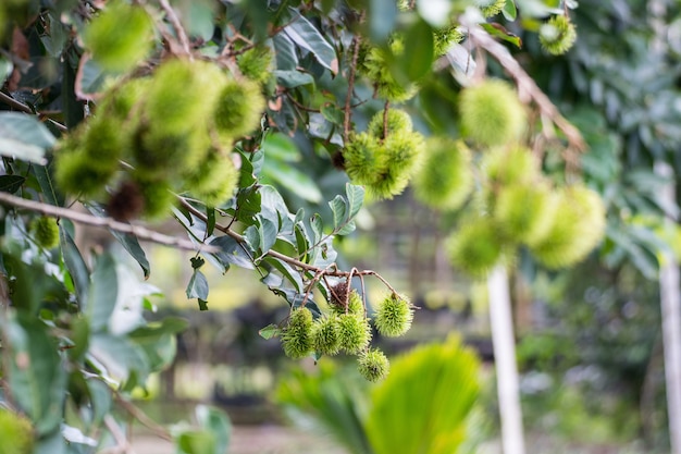 Photo fresh green rambutan on the tree.