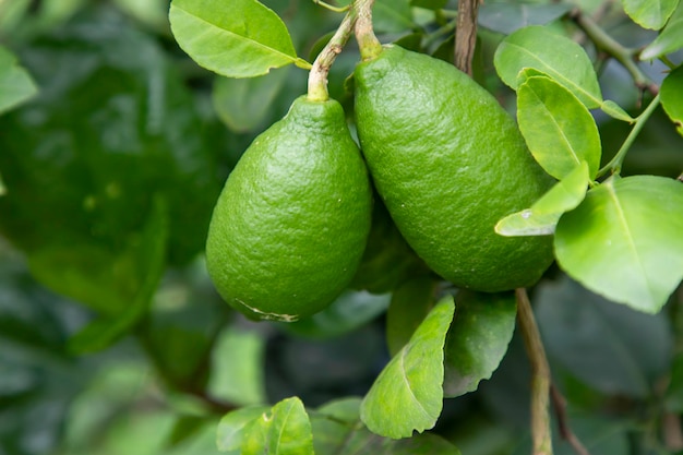 Fresh green raw lemon hinging in the Garden tree branch