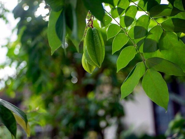 Fresh green raw star fruits Averrhoa carambola hanging on its tree