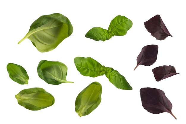 Fresh green and red basil leaves isolated on a white background