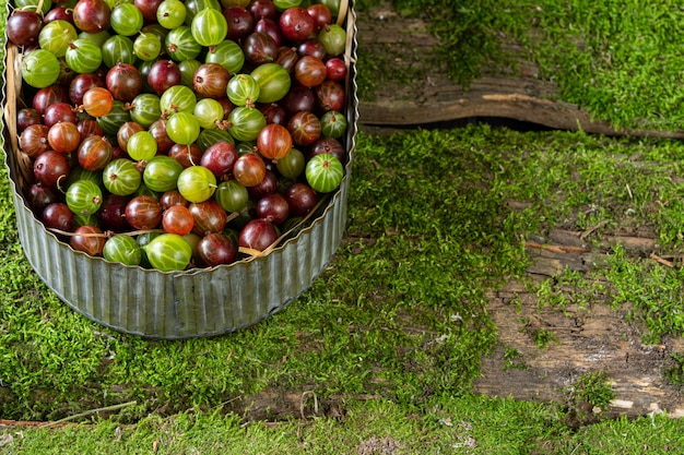 Fresh green and red gooseberry berries in a zinc vintage container on a background of moss