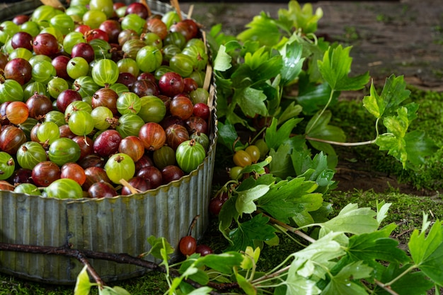 Photo fresh green and red gooseberry berries in a zinc vintage container on a background of moss