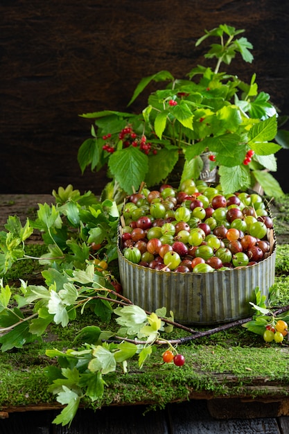 Foto bacche fresche dell'uva spina verde e rossa in un contenitore d'annata dello zinco su un fondo di muschio