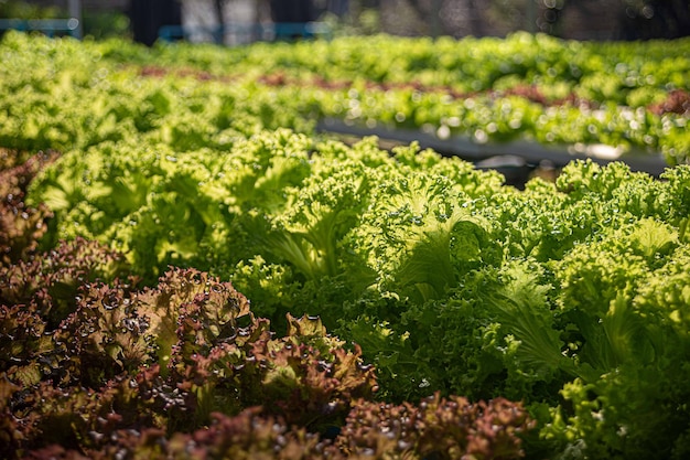 Fresh green and red oak lettuce field in agriculture farming