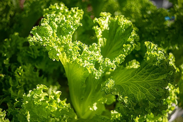 Fresh green and red oak lettuce field in agriculture farming