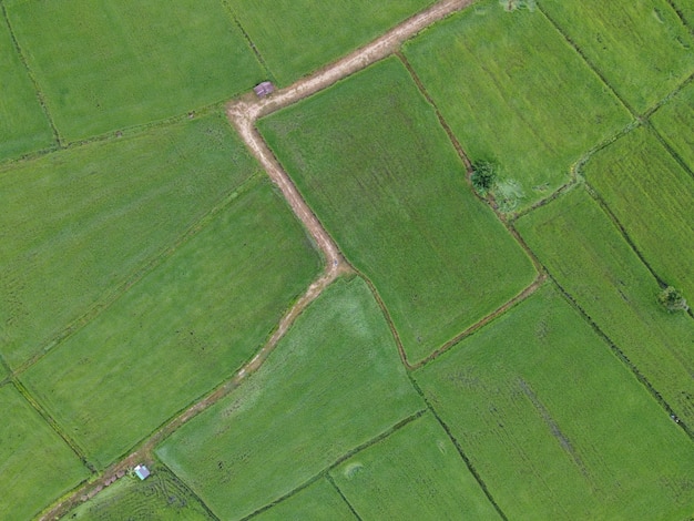 Свежие зеленые рисовые поля, аэрофотоснимки с дронов