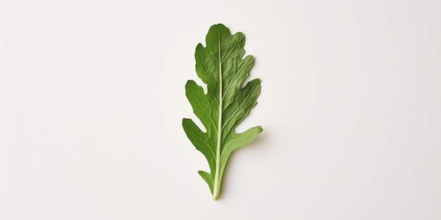 Photo fresh green rocket leaf on a white backdrop