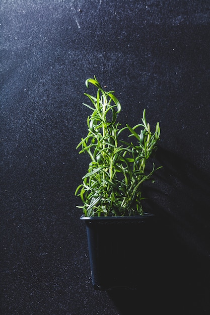 Fresh green rosemary in a black flower pot