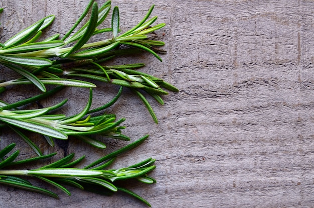 Fresh green rosemary herb