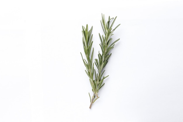 Fresh green rosemary isolated on white background