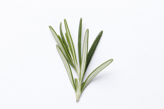 Fresh green rosemary isolated on white background