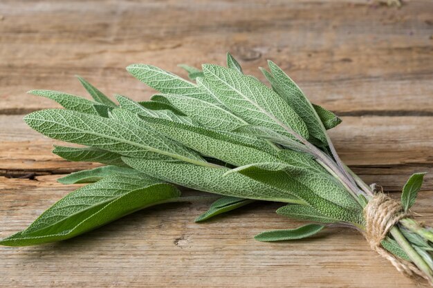 Fresh green sage bunch closeup