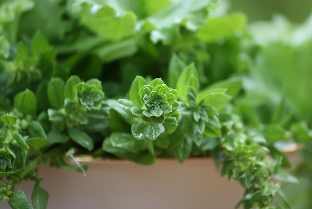 Fresh green salad leaves on wooden tree stump in the garden