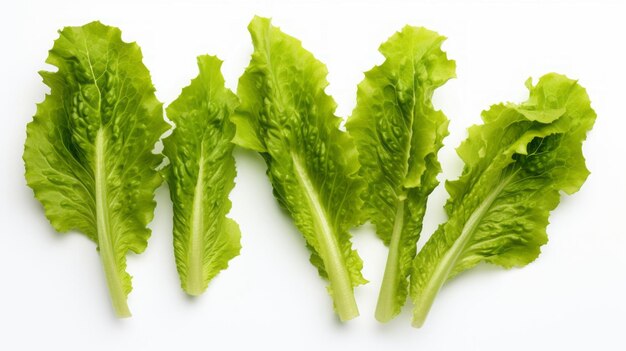 fresh green salad leaves