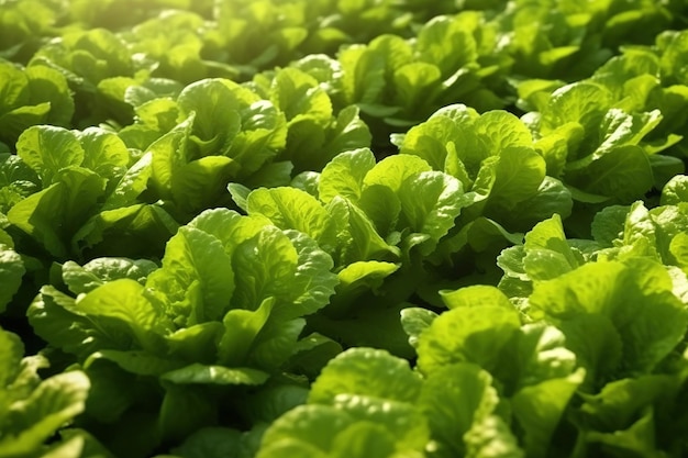 Fresh green salad leaves