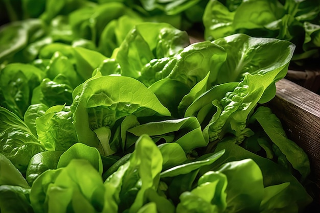 Fresh green salad leaves