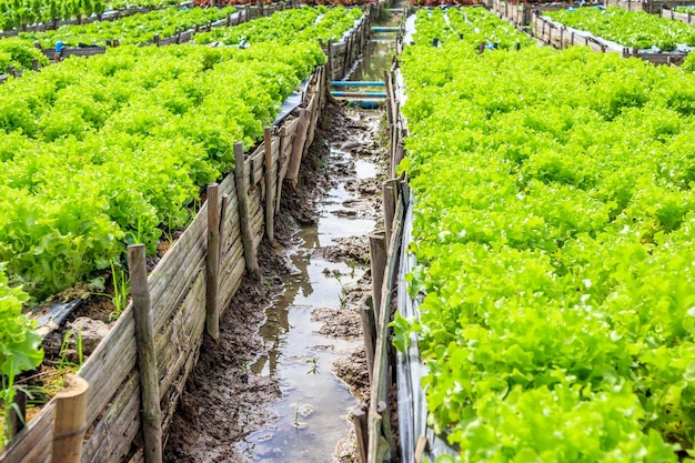 有機性庭の新鮮なグリーンサラダレタス野菜植物