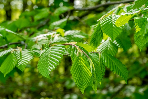 新鮮な緑色の 樹脂の多い葉