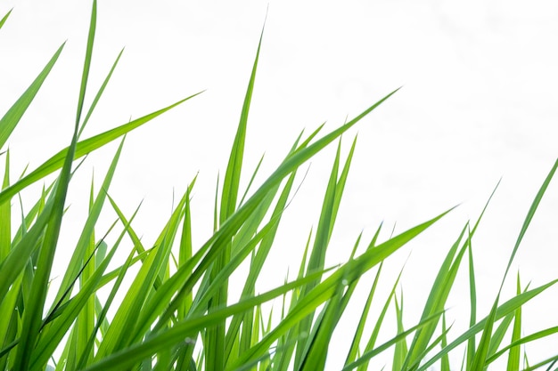 Photo fresh green seedlings on white background