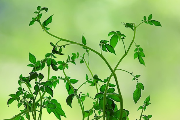 fresh green shoots background, abstract spring look, new greens