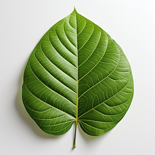 Fresh green single leaf from a branch isolated on a white background