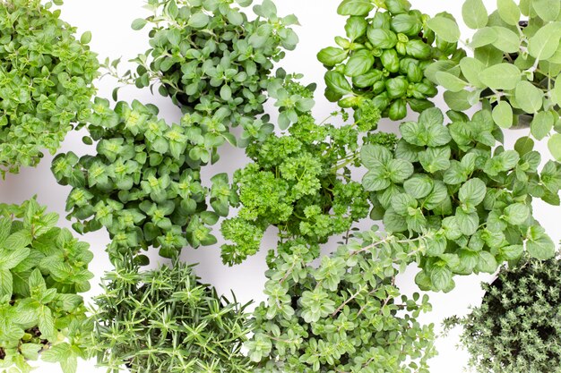 Fresh green spices on white table