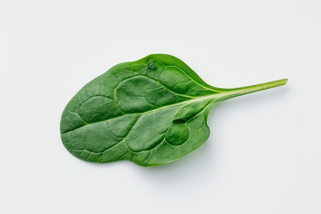 Fresh green spinach leaf