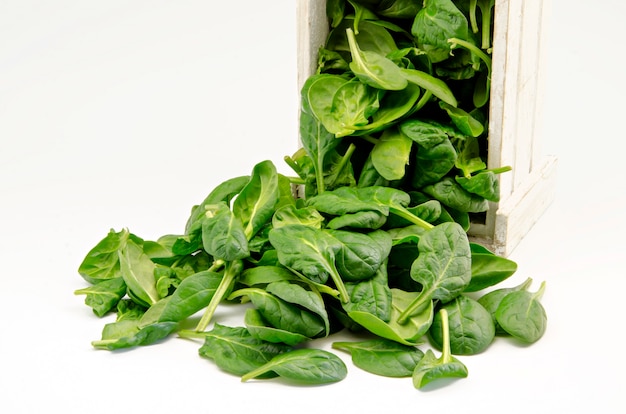 Fresh green spinach leaves