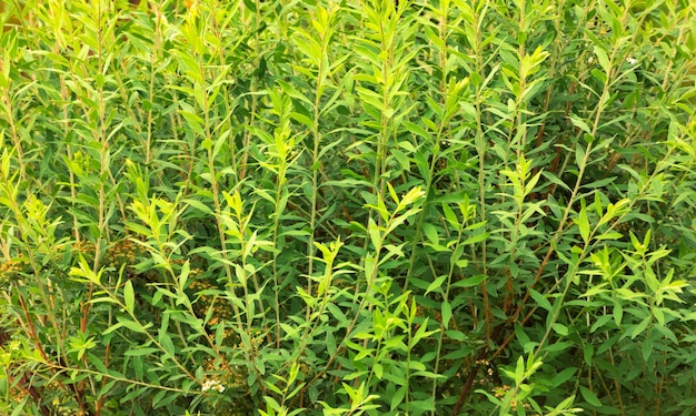 Fresh Green Spiraea Branches Texture Close up