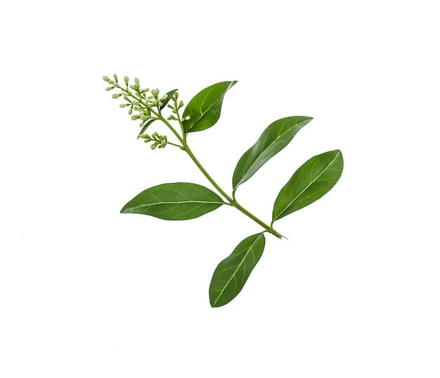 Fresh green sprig of ligustrum isolated on white background