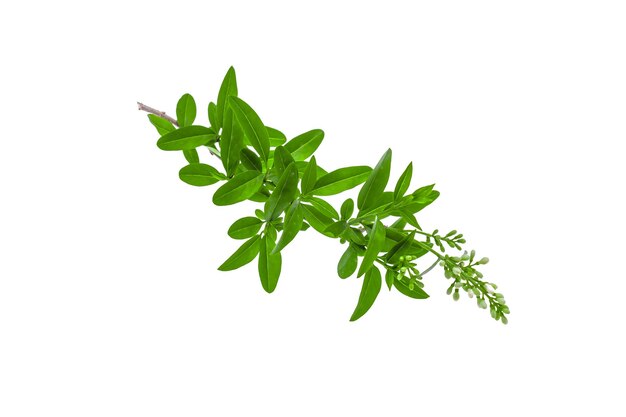 Fresh green sprig of ligustrum isolated on white background