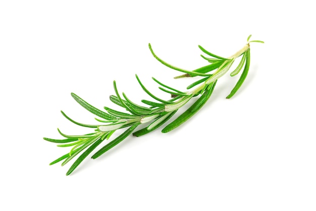 Fresh green sprig of rosemary isolated on a white background