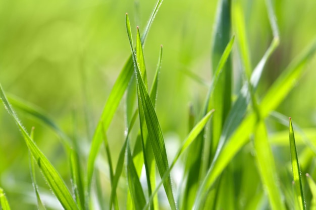 新鮮な緑の春の草をクローズ アップ