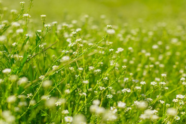 Fresh green spring grass in the morning background