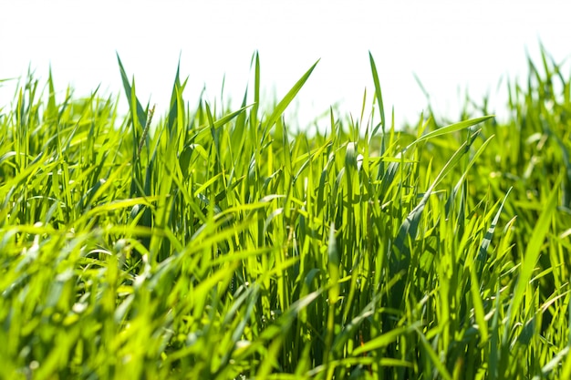 Foto erba fresca di primavera verde al mattino