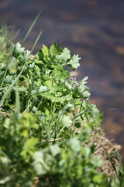 Foto erba fresca di primavera verde sullo sfondo dell'acqua