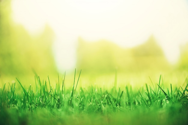 Fresh green spring grass with sun leaks effect. Abstract nature background. Banner