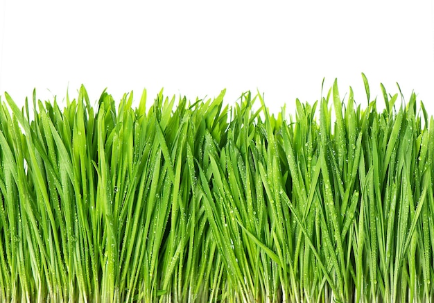 Fresh green spring grass with water drops on white background. Vibrant color