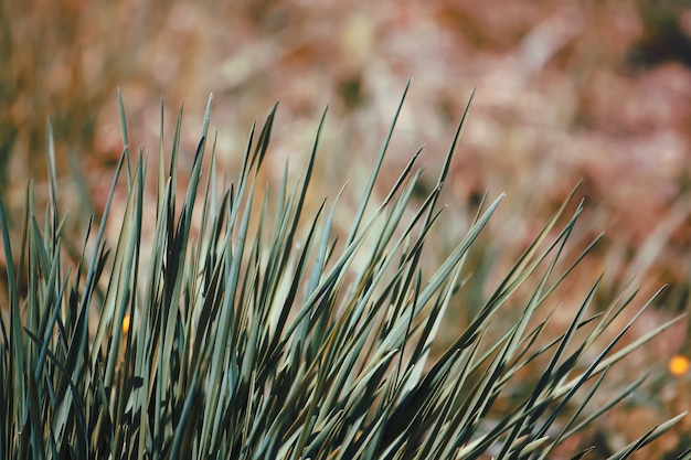 Photo fresh green spring grass