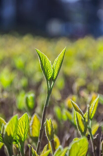 新鮮な緑の芽